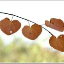 계수나무토끼한마리 이미지