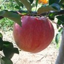 산마루농장 이미지