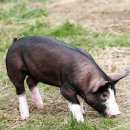 지리산흑돼지 이미지