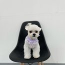더 빛나개 이미지