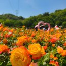 송정천자전거길 | 울산대공원 장미축제 장미원 개화 주차 입장료 장미공원 동물원