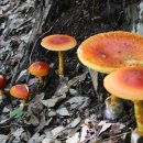 축령산편백나라 이미지