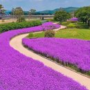 영천강변체육공원주차장 이미지