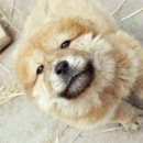 똥강아지 이미지