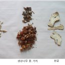 두통에 효과 좋은 한방차 - 민간요법 이미지