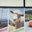 동기목장 | 홍천 비발디파크 하늘양떼목장 - 아기랑 가기 좋음 조금 냄새있음
