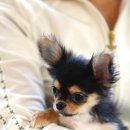 레드앤화이트독 이미지