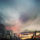 김인석농장 | [분양] 새콤달콤 아리수 사과나무 1년간 분양합니다(김천대원농원, 선착순 분양)