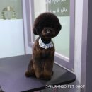 사쿠란보애견샵 부산대점 이미지