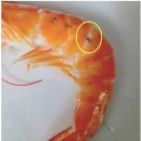 흰다리새우의 세균성 근육괴사병(bacterial muscle necrosis)=white tail disease 이미지