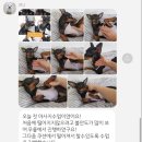 워킹페코 이미지