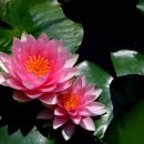 들꽃산장 이미지