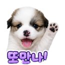 강아지 저알러지 간식 추천 풀무원아미오 두부너겟 내돈내산 솔직후기