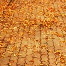 금파초교 이미지