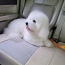 마이펫택시 이미지