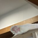 냥이시대 | [정발산]일상 데이트🩵(냥이시대, 딤섬점방)