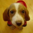 바셋하운드 이미지