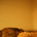 강아지&고양이 마을 이미지