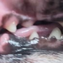 포곡동물병원 이미지