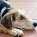 운정호수동물메디컬센터 이미지