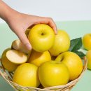 정품푸드