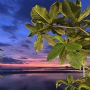 수림 | [코타키나발루여행] 코타반딧불투어 오후출발 반딧불만! 수림반딧불 투어후기