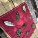 무궁화비료 | 우리들 자연학교 6월 2주 차 일요일 주말 숲학교 참새샘반 수업 후기