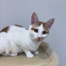 냥카페,루브 | 안산고양이카페 개냥이와 힐링의 시간 냥카페루브 후기