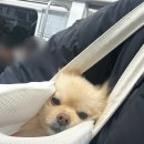 펌킨 펫하우스 서울숲 | [서울/뚝섬] 성수동 애견카페 “펌킨펫하우스 서울숲점” 평일 저녁 방문 후기