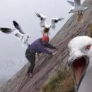 끼룩끼룩 티스토리