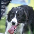 동물을사랑하는사람들 이미지