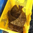 광어한마리 이미지