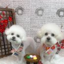 릴리줄리살롱 | 삼성동애견미용 릴리줄리살롱 두 아이 함께 맡긴 후기