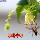 신현 Daum카페