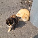 서나무집민박 이미지