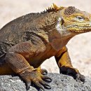 이구아나 이미지