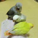 코코라임2 이미지