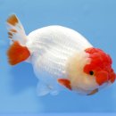 홍백농장 이미지