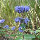 스테이 수림 이미지