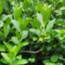 에그리나 이미지