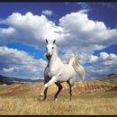 백마 이미지