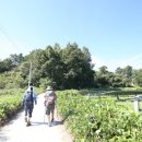 명당 태양광발전소 이미지