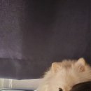 스윗하개 이미지