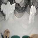 오미네커피 | 청라 애견카페 오미네카페 실내, 테라스 있는 애견카페