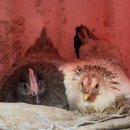 연구농장 이미지