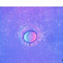 ﻿생식세포 - 난자 이미지