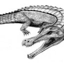 사르코수쿠스 이미지