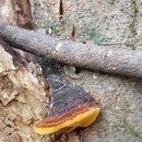 황금버섯 이미지