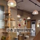 다락방 - 창원시 성산구 마디미동로 46 | [신촌 고양이다락방] 신촌 데이트 추천 | 동화 속같은 '고양이 다락방' 내돈내산 솔직 후기 🐾