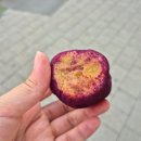 공주알밤빵 평택휴게소점